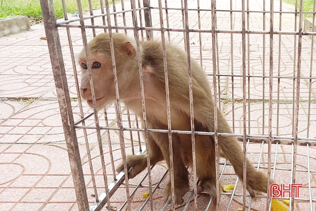 Vào sáng ngày 5/8, anh Bùi Văn Hướng ở thôn Đông Thịnh, xã Hồng Lộc giao nộp một cá thế khỉ vàng cho Hạt Kiểm lâm huyện Lộc Hà, tỉnh Hà Tĩnh để cơ quan chức năng thả về môi trường tự nhiên. Ảnh: Báo Hà Tĩnh.