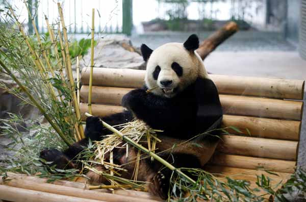 Theo các chuyên gia, loài gấu trúc Agriarctos nikolovi có thể đã phải đối mặt với những áp lực tiến hóa từ ăn thịt sang chế độ ăn chay vì răng của nó yếu hơn nhiều so với răng của gấu trúc hiện đại. Răng của chúng yếu tới mức không thể ăn tre trúc. Các nhà nghiên cứu nghi ngờ rằng, những con gấu trúc Agriarctos nikolovi cuối cùng có thể đã bị xóa sổ vì biến đổi khí hậu ảnh hưởng đến môi trường sống và chế độ ăn uống của chúng.