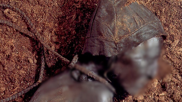 Tollund Man qua đời khi khoảng 30 - 40 tuổi. Theo các chuyên gia, người này có thể tử vong trong một nghi lễ hiến tế người. Do tình trạng xác ướp còn gần như nguyên vẹn nên các chuyên gia có thể xác định bữa ăn cuối cùng của người này là cháo. Món cháo đó có chứa 85% lúa mạch (Hordeum vulgare), 9% loại cỏ mang tên răm nước (Persicaria lapathifolia) và 5% lanh (Linum usitatissimum). 1% còn lại bao gồm nhiều loại hạt, trong đó có hạt cẩm chướng dại (Spergula arvensis).