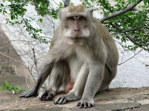 Cá thể khỉ đực mà anh Nguyễn Tiến Dũng tự nguyên giao nộp là khỉ đuôi dài, có tên khoa học là Macaca fascicularis.