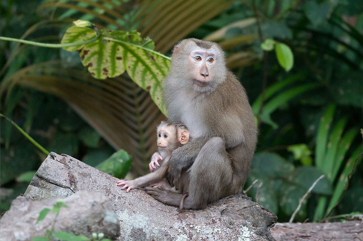 Thuộc bộ Linh trưởng Primates, khỉ đuôi lợn là một trong những loài lớn nhất trong họ nhà khỉ.