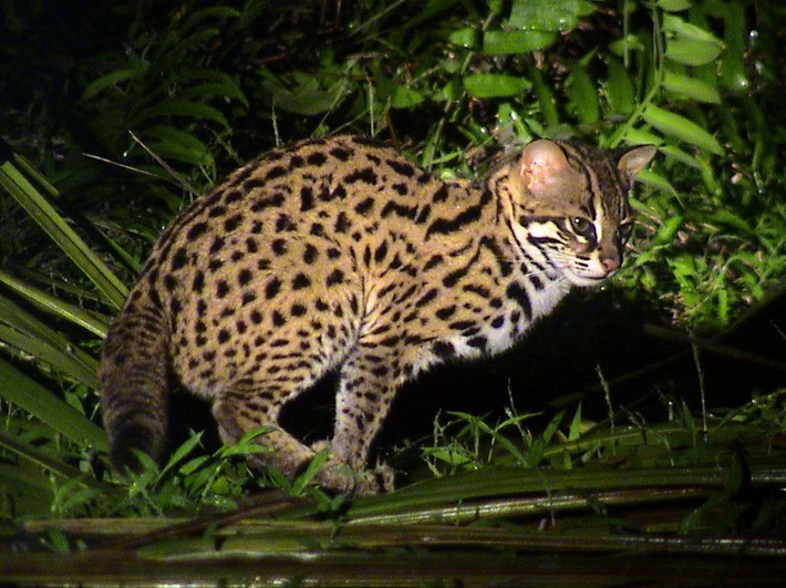 Mèo rừng có tên khoa học là prionailurus bengalensis. Đuôi của mèo rừng trưởng thành dài hơn 1/2 chiều dài thân - đầu, lông màu vàng nhạt với nhiều đốm đen lớn. Ảnh: iNaturalist.