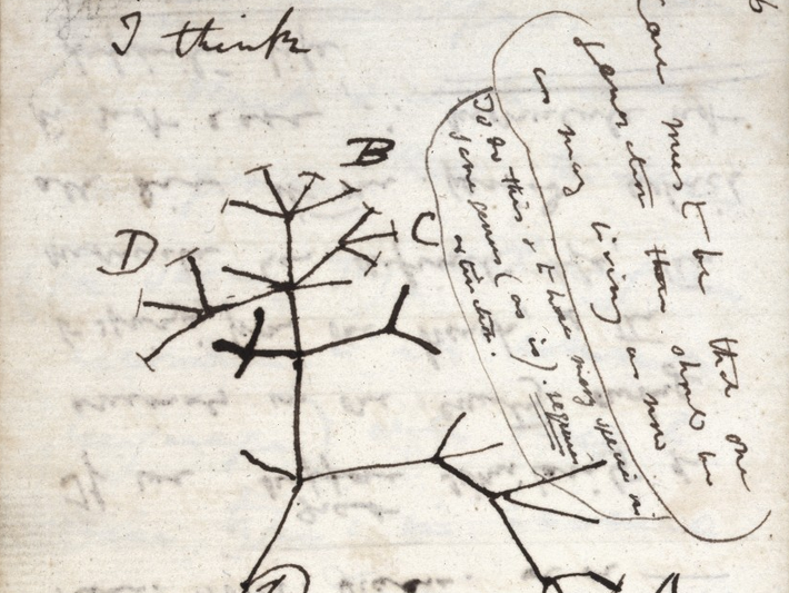 Nhà bác học Charles Darwin thể hiện thái độ của bản thân trước cái chết với lời trăn trối đầy ý nghĩa: "Tôi chẳng mảy may lo sợ cái chết". Trong ảnh là sơ đồ của Charles Darwin năm 1837.