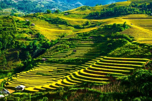 Nằm bên cung đèo Khau Phạ nổi tiếng, Tú Lệ, Yên Bái cũng được ví như một dòng thác lúa vàng ruộm được tạo nên bởi vô vàn ruộng bậc thang nối tiếp nhau. Người dân ở đây, chủ yếu là dân tộc Thái, Mông trồng lúa dưới thung lũng, ngay trên những ngọn đồi. Nhờ bàn tay khéo léo của mình họ đã tạo nên những khung cảnh thiên nhiên cực đẹp. Ảnh: Dulichtet.