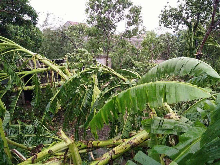 Nhiều cây ăn quả của người dân bị đánh đổ.