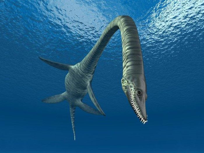 Theo kết quả nghiên cứu của nhóm chuyên gia, hóa thạch thuộc về một cá thể thuộc loài Eromangasaurus australis - một thành viên của nhóm bò sát biển elasmosaur.