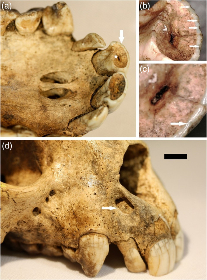 Archaeolemur là một chi vượn cáo bán hóa thạch được biết đến từ kỷ Holocene ở Madagascar. Nó còn có biệt danh "vượn cáo khỉ". Loài này tuyệt chủng sau khi người cổ đại đến hòn đảo này và. Theo các chuyên gia, cá thể Archaeolemur có kích thước lớn hơn nhiều những con vượn cáo ngày nay.