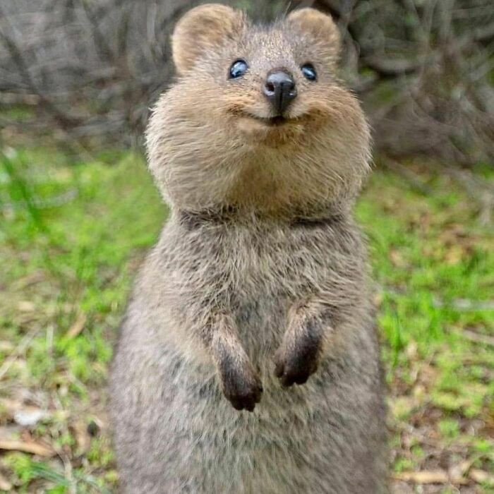Thú có túi Quokka được mệnh danh là động vật hạnh phúc nhất thế giới bởi chúng lúc nào cũng vui vẻ, dễ mến và mỉm cười. Khi trưởng thành, mỗi cá thể có chiều dài thân từ 40 - 90 cm, đuôi dài khoảng 25 - 30 cm và cân nặng khoảng 2,5 - 5 kg.
