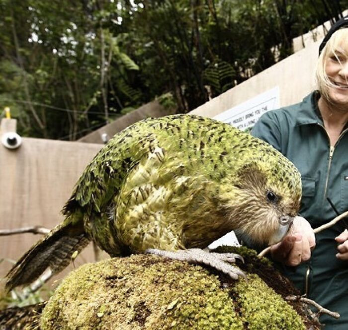 Vẹt Kākāpō là loài vẹt béo nhất thế giới sinh sống tại New Zealand. Từng là một trong những loài chim khá phổ biến tại New Zealand nhưng do bị con người bắt nuôi làm thú cưng và mất đi môi trường sống trong rừng nên chúng đang bị đẩy đến bờ vực tuyệt chủng. Kākāpō là loài vẹt duy nhất trên thế giới không biết bay, sống về đêm, ăn cỏ. Hiện trên Trái đất chỉ còn khoảng 125 cá thể vẹt Kākāpō.