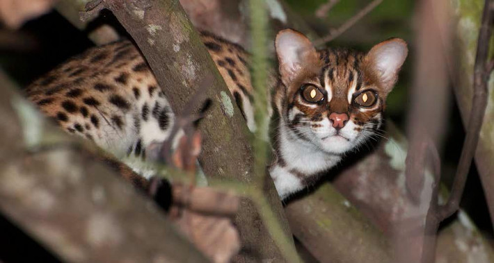 Lực lượng kiểm lâm cho hay mèo rừng có tên khoa học là Prionailurus bengalensis, thuộc nhóm IIB trong danh mục động vật rừng nguy cấp quý hiếm, nằm trong Sách đỏ Việt Nam.