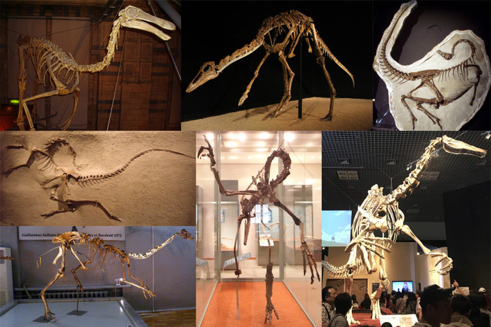Ngoài ra, những hóa thạch của loài Ornithomimosauria được tìm thấy ở Mỹ còn giúp làm sáng tỏ sơ đồ tiến hóa của chúng.