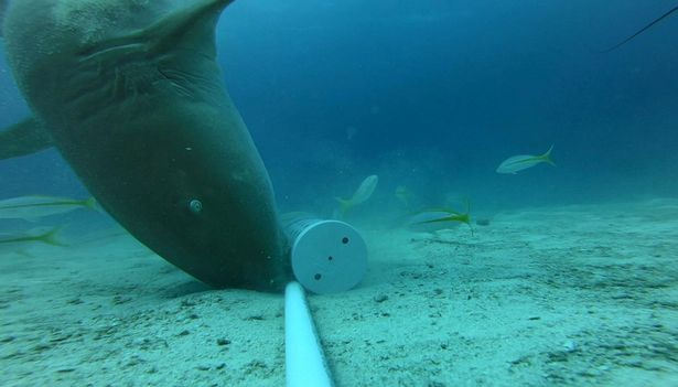 Mới đây, các chuyên gia thuộc Đại học Exeter và tổ chức phi chính phủ Beneath the Waves công bố kết quả nghiên cứu đáng chú ý trên tạp chí Environmental Biology of Fishes.
