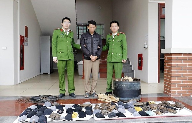 Vào ngày 13/12, Phòng Cảnh sát phòng chống tội phạm (PCTP) về môi trường Công an tỉnh Nghệ An cho biết, đơn vị đã phát hiện, bắt quả tang đối tượng Vũ Trường Thi về hành vi tàng trữ, mua bán trái phép động vật nguy cấp, quý hiếm. Tại hiện trường, Cơ quan Công an thu giữ 1 thùng hàng. Bên trong thùng chứa 75 cá thể rùa (nghi là rùa đầu to) có tổng trọng lượng gần 50 kg.