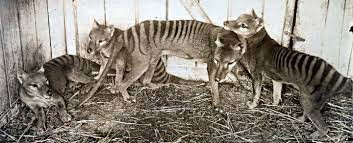 Sau đó, thợ săn Churchill bán con hổ Tasmania cho vườn thú vào tháng 5/1936. Tuy nhiên, nó chỉ sống được vài tháng rồi chết. Cuối cùng, xác của con hổ Tasmania được chuyển tới TMAG.