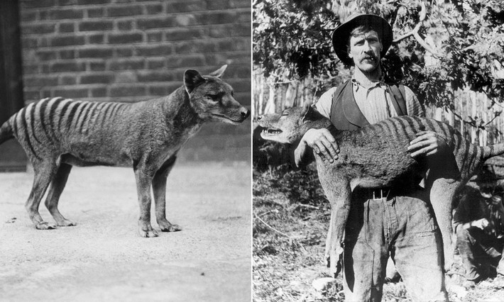 Họ tìm thấy ghi chép của một thợ nhồi lông thú trong báo cáo thường niên năm 1936 - 1937 của bảo tàng có đề cập tới hổ Tasminia trong danh sách mẫu vật mà ông làm việc.