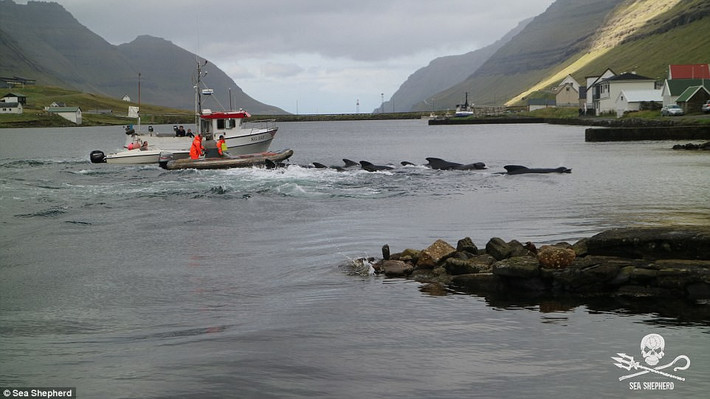 Ước tính, có khoảng 1,700 con cá voi hoa tiêu và cá heo bị săn giết tại đảo Faroe Islands trong năm nay. (Nguồn Sabah)