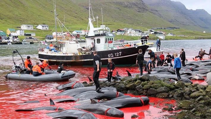 Cứ mỗi mùa hè, người dân trên quần đảo Faroe Islands lại thực hiện chuyến đi săn cá voi hoa tiêu lớn nhất trong năm của họ. Trong những chuyến đi săn này, những con cá voi bị giết chết một cách tàn bạo, máu nhuộm đỏ mặt biển. (Nguồn Sabah)