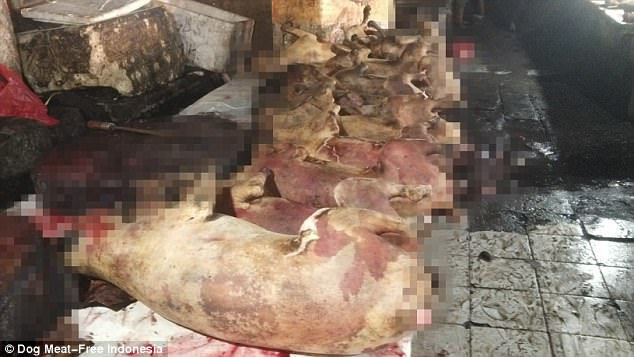 Theo thống kê, chỉ có khoảng 7% người Indonesia ăn thịt chó, thế nhưng đất nước này vẫn giết tới khoảng 1 triệu con chó lấy thịt mỗi năm.(Nguồn Dailymail)