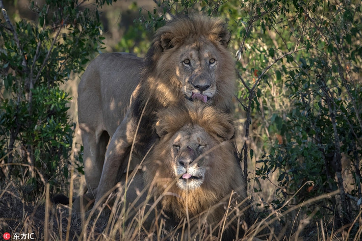 Trong ảnh là cặp đôi sư tử đực đồng tính cực đáng yêu ở Masai Mara, Kenya. (Nguồn Sina)