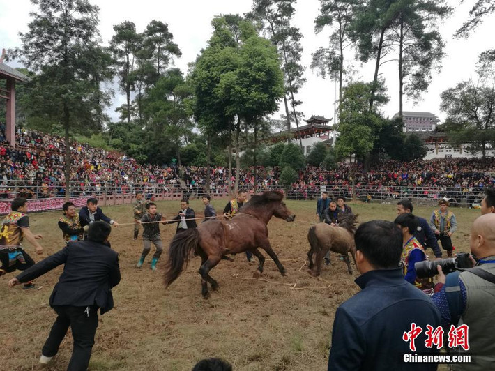 Để thể hiện bản thân và tranh giành sự chú ý của ngựa cái, những con ngựa đực sẽ trở nên hung hăng bất ngờ. Chúng lao vào nhau và không kiêng nể, sử dụng mọi ngón đòn mà mình có để hạ gục đối thủ, sẵn sàng khiến đối thủ phải đổ máu.