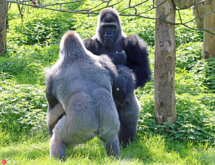 Kivu tuy ở tầng lớp thấp hơn nhưng sức mạnh lại không hề thua kém Kiondo chút nào. (Nguồn Sina)