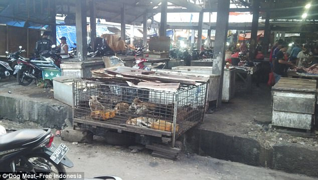 Đáng nói, trong số những con chó bị giết thịt, có cả những con chó con, còn rất nhỏ. (Nguồn Dailymail)