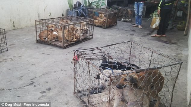 Được biết, chính quyền Indonesia lo ngại việc người dân ăn quá nhiều thịt chó có thể dẫn tới bệnh dại lây lan toàn quốc. (Nguồn Dailymail)