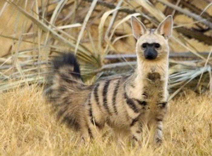 Chó sói đất, tên tiếng Anh là aardwolf, tên khoa học là Proteles cristata, là một loài động vật có vú nhỏ, ăn côn trùng, có nguồn gốc Đông Phi và Nam Phi. Đôi khi, chó sói đất cũng được gọi là "chó rừng maanhaar". (Nguồn Bored Panda)