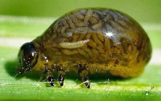 Bọ cánh cứng Criocerinae, đây có lẽ là loài động vật sở hữu siêu năng lực ghê rợn và chẳng ai muốn nhất. Khi còn là thời kỳ ấu trùng, bọ cánh cứng Criocerinae chứa luôn phân của chính mình trong cơ thể để tránh bị kẻ thù phát hiện và ăn thịt. kết quả, phân của chúng tràn ngập trong cơ thể, từ chân đến đầu.