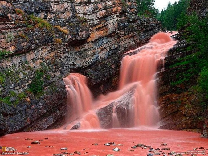 5. Thác Cameron (Alberta, Canada). Nếu bạn đến thăm thác Cameron nằm ở Công Viên Quốc gia Hồ Waterton, tại Alberta, Canada vào tháng 6, bạn sẽ có cơ hội chiêm ngưỡng một hiện tượng cực kì hiếm gặp khi toàn bộ thác chuyển sang màu hồng. Vào mùa xuân, những đợt mưa như trút sẽ làm khuấy động lớp sét kết, hay Acgilit, hòa vào dòng nước. Khi ánh sáng phản chiều loại khoáng chất này, nước sẽ chuyển sang màu đỏ ánh hồng rất đẹp.