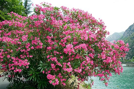 Các cành đều có màu xanh xám, lá của nó có màu xanh đậm mặt trước và mặt sau màu xanh nhạt, có thể nở hoa quanh năm, nở rộ nhất vào mùa hè và mùa thu. Những bông hoa mọc thành cụm ở đầu mỗi cành, màu trắng, vàng hay hồng, rất đẹp, có hương thơm.