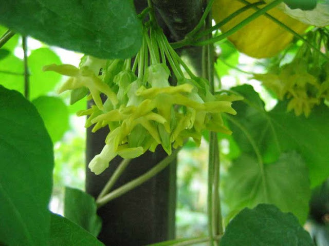 4. Cây thiên lý Thiên lý hay dạ hương lý là dây leo quấn có tên khoa học là Telosma cordata thuộc họ Asclepiadaceae. Cây Thiên lý thường được trồng leo trên giàn, cành non phủ mịn, lá có phiến hình tim, hoa ăn được thường dùng để nấu canh, xào với thịt.