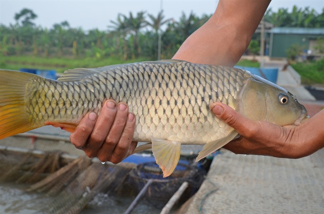 4. Cá hoang dã Người ta nói rằng cá sống trong môi trường tự nhiên tốt hơn và có vị ngon hơn cá được chăn nuôi, nhưng thực tế không phải vậy. Vì môi trường hoang dã không thể kiểm soát nhân tạo và rất dễ bị ô nhiễm.