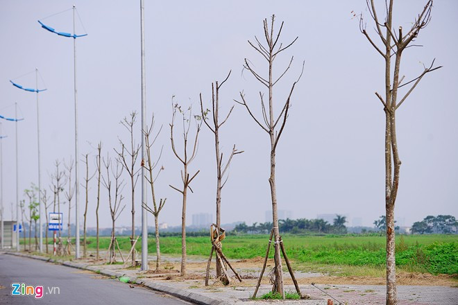Đường 5 kéo dài được thông xe vào tháng 10/2014 với tổng mức đầu tư trên 6.600 tỷ đồng, dài 13,3 km, thiết kế hiện đại. Tuy nhiên, mới đưa vào hoạt động chưa bao lâu thì hàng trăm cây đã chết khô.