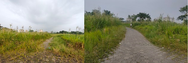 Cỏ hoang mọc um tùm che hết lối đi trong công viên, nhiều chỗ cỏ mọc cao quá đầu người.