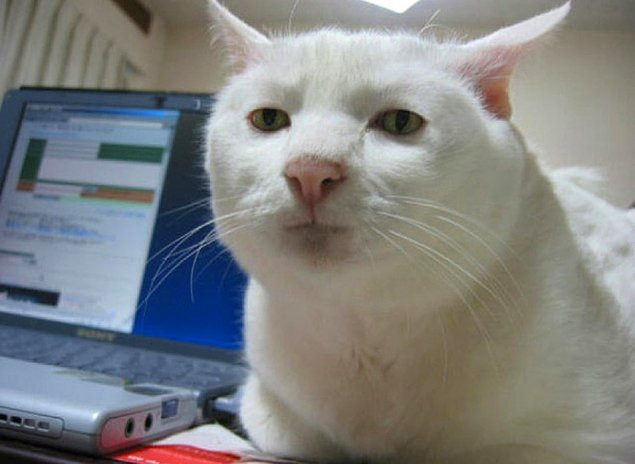 Cao thủ hơn, chẳng cần làm gì, chú mèo mặt nghiêm túc này cũng khiến chủ nhân có cảm giác bị trêu ghẹo khi lại gần.