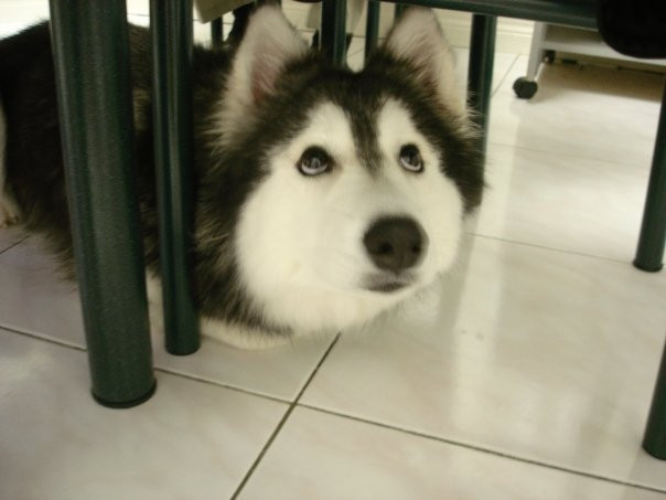 Chú chó husky này lén lút trốn dưới gầm bàn như một chú mèo ranh mãnh.