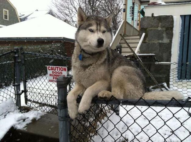 Để chứng minh mình là một con mèo, chẳng qua là sinh nhầm thân xác, chú chó husky này trèo ngay lên hàng rào tạo dáng.