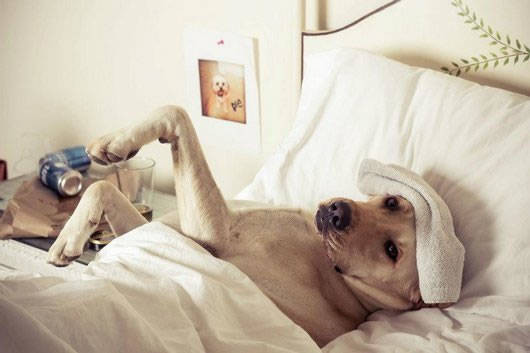 Say rượu nhưng chú chó này đã có vợ chăm sóc tận tình.