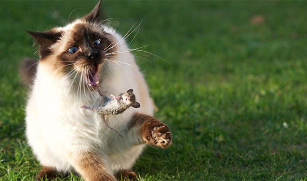 11. Mèo là kẻ phải chịu trách nhiệm về sự tuyệt chủng của 33 loài động vật khác.