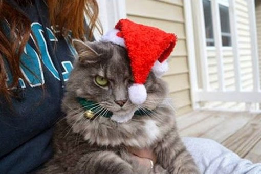 Không vừa ý vì phải đội mũ ông già Noel, cô mèo này nhăn nhó khi được yêu cầu tạo dáng chụp ảnh.