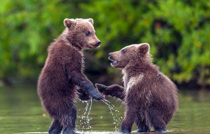 Anh em gấu nâu vui mừng vì phát hiện ra khúc sông có rất nhiều cá hồi.