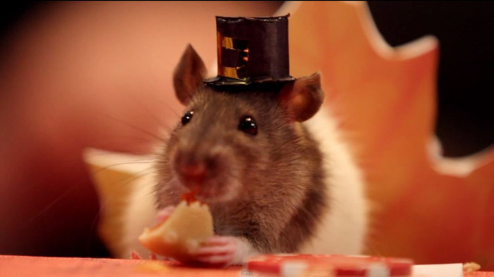 Ảo thuật gia chuột hamster ăn lót dạ trước giờ diễn.