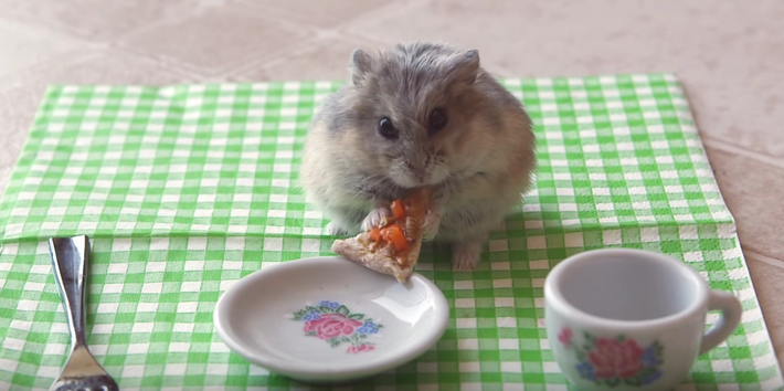 Cô chuột này ăn pizza đến những miếng cuối cùng, không bỏ sót bất cứ mảnh nhỏ nào.