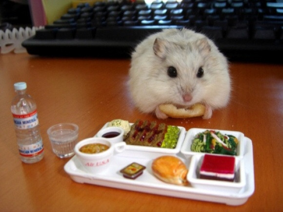Bữa trưa văn phòng siêu ngon của chuột hamster.