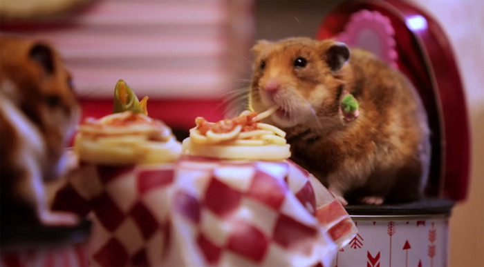 Bữa tối lãng mạn bên đĩa spaghetti nhỏ xíu của vợ chồng chuột hamster hạnh phúc.