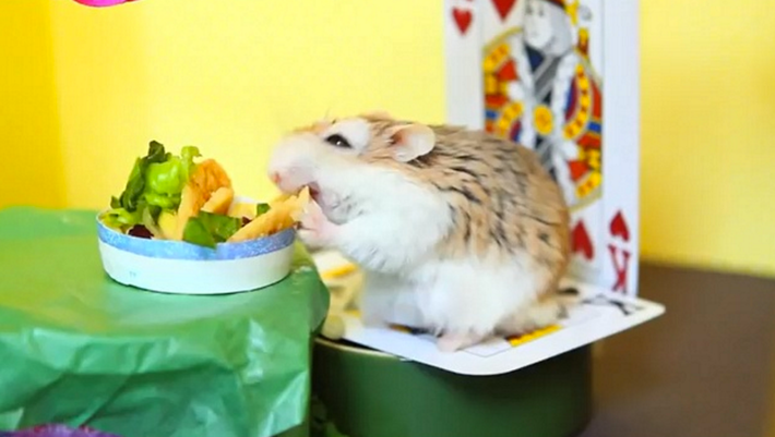 Món ăn kết hợp đủ chất dinh dưỡng này khiến chú chuột hamster rất vừa ý.