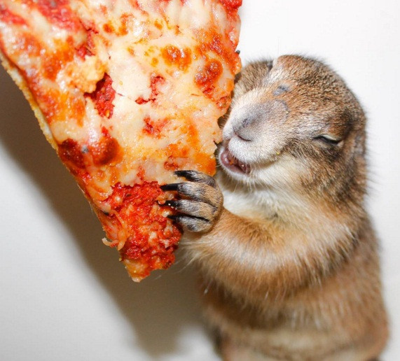 Trong khi Bing rất mê pizza và thường sẵn sàng làm tất cả để có thể được cắn vào miếng bánh pizza thơm ngậy.