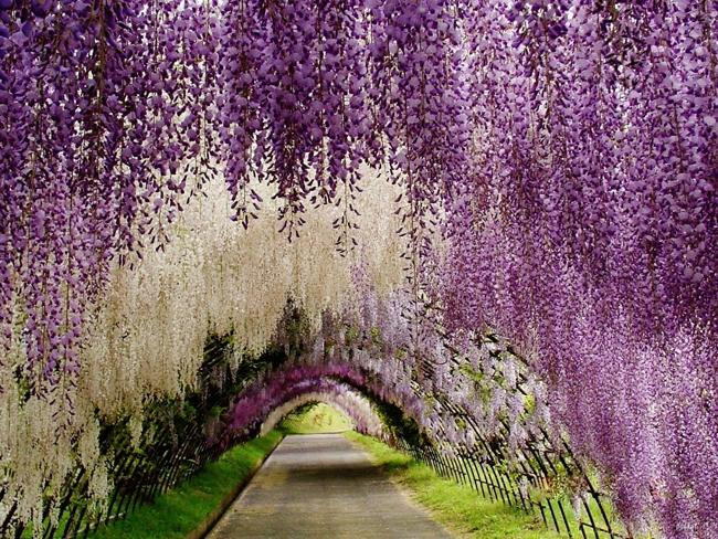 Công viên hoa tử đằng ở thành phố Ashikaga, tỉnh Tochigi, Nhật Bản được biết đến là địa điểm đẹp như chốn thần tiên. Vào tháng 4, tháng 5, nơi đây khoác lên mình chiếc áo đẹp mơ màng được dệt từ muôn vàn sắc hồng, tím, trắng.