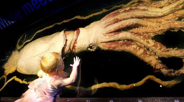 Mực khổng lồ (giant squid) cũng là loại động vật thân mềm lớn thứ hai trong thế giới động vật và một trong những sinh vật không xương sống lớn nhất.